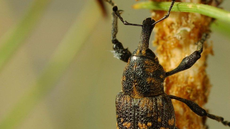 Pine weevil