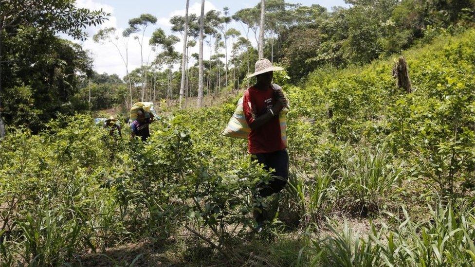 Coca farmers carrying harvested coca leaves in southern Colombia (03/03/2017)