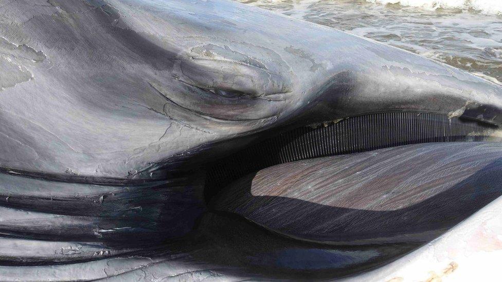 The dead fin whale on the north Norfolk coast