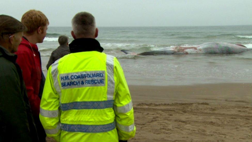 People looking at stranded whale