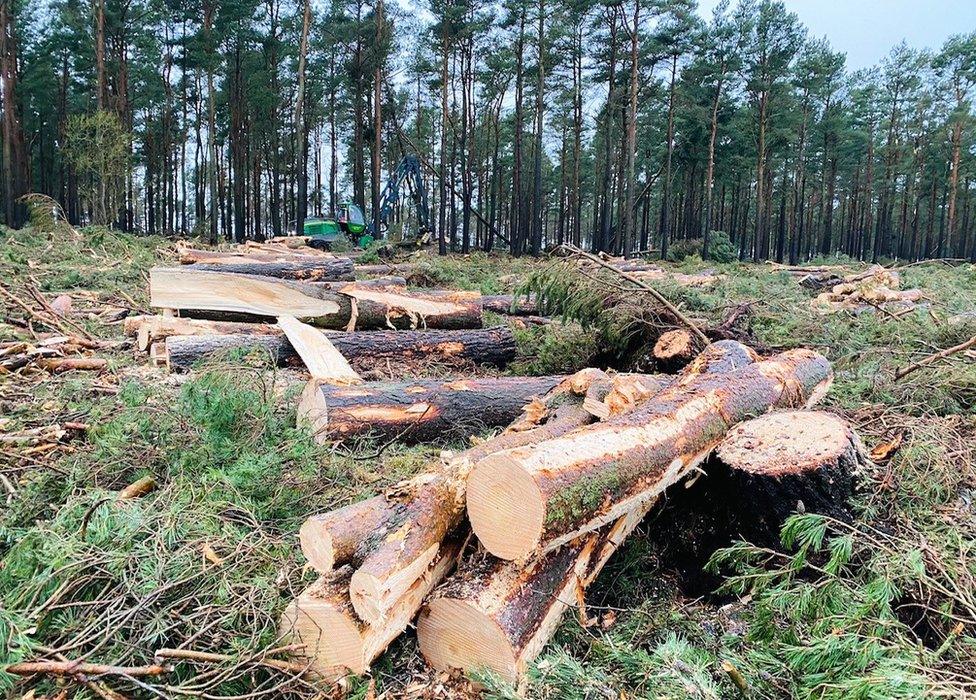 Fallen trees