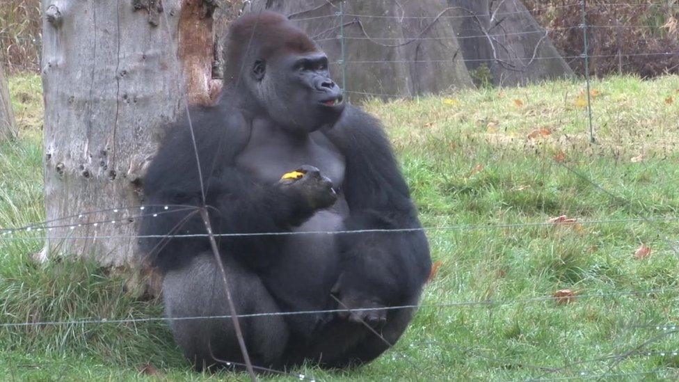 Kumbuka
