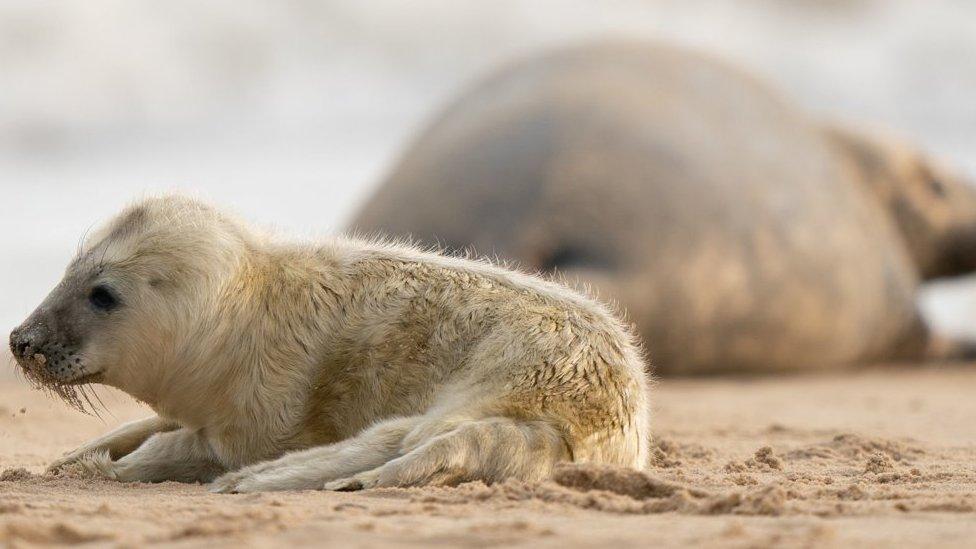 A seal pup