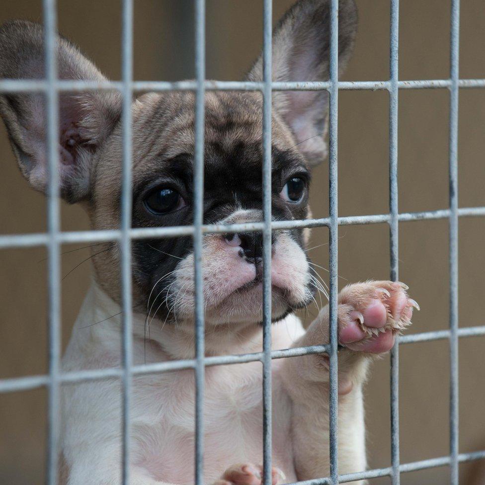 Quarantined French Bulldog