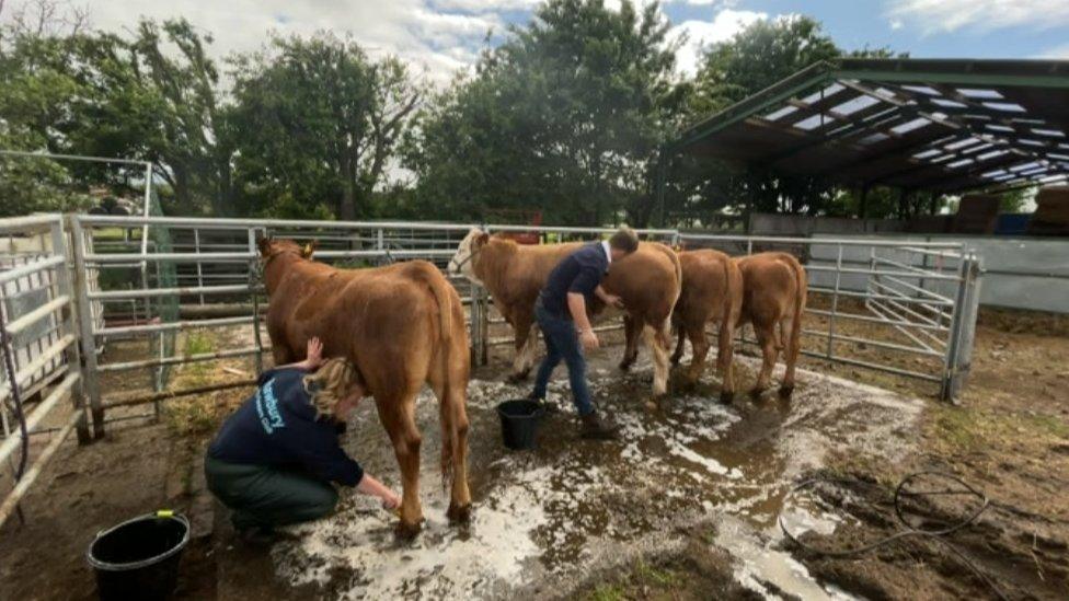 Animals preparing for the show