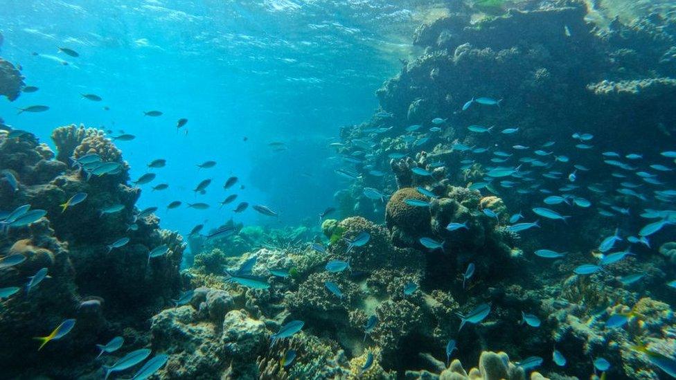 A school of fish swimming through the Great Barrier Reef