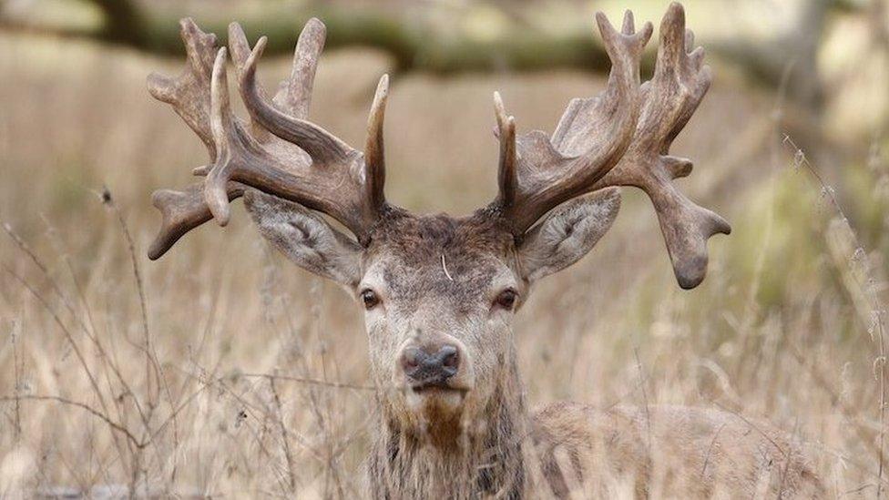 A stag among long grass