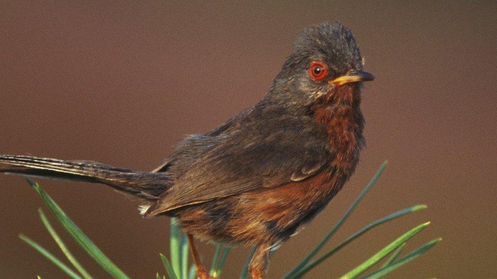 Dartford warbler