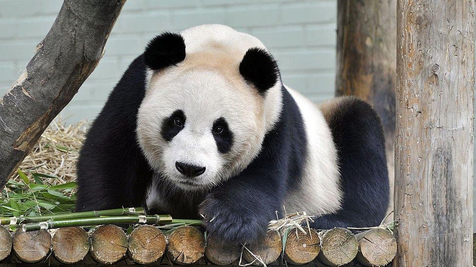 yang-guang-panda.