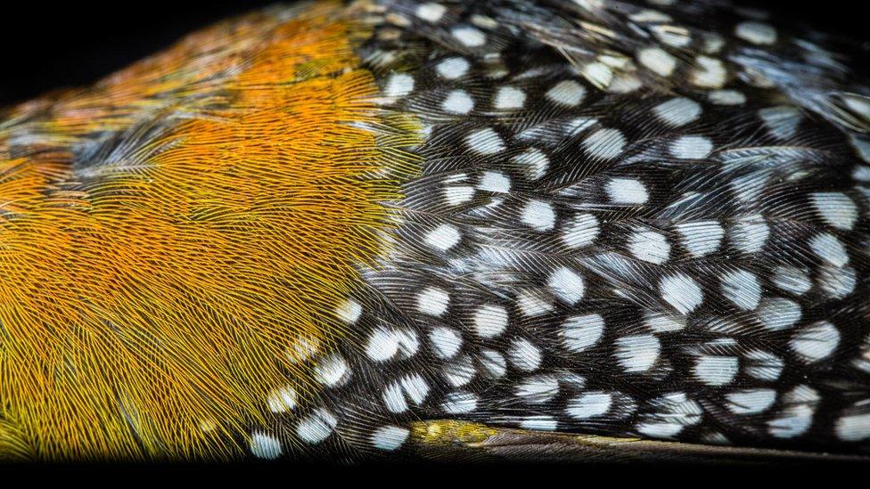 up close look at colourful bird feathers.