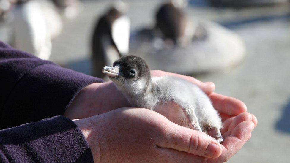 baby-penguin.