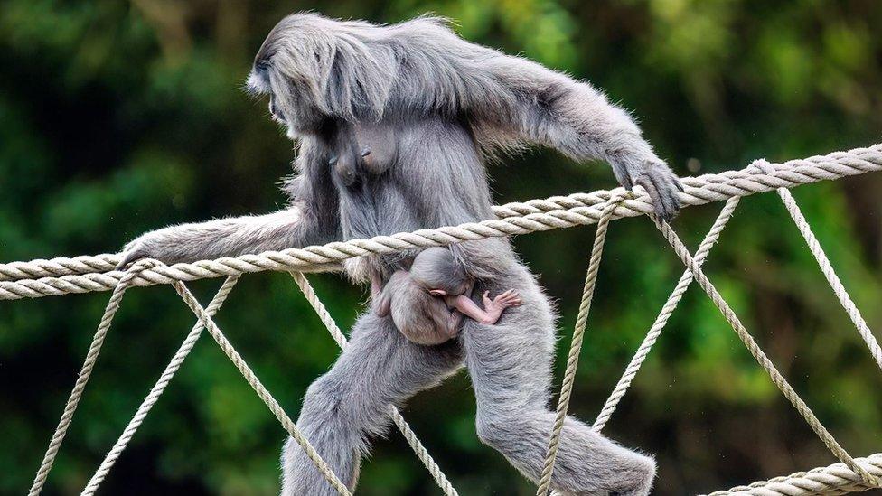 The baby silvery gibbon