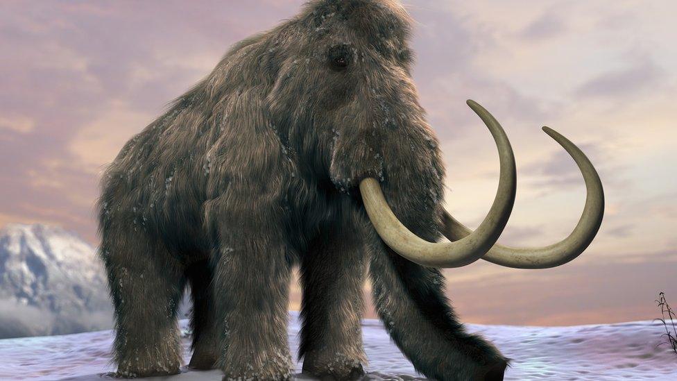 Woolly mammoth