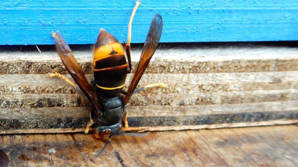 Asian Hornet trying to get into a bee hive