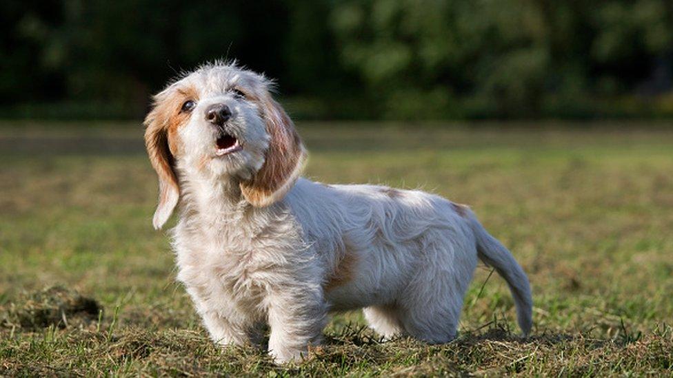 A Basset griffon vendeen puppy barking in a garden