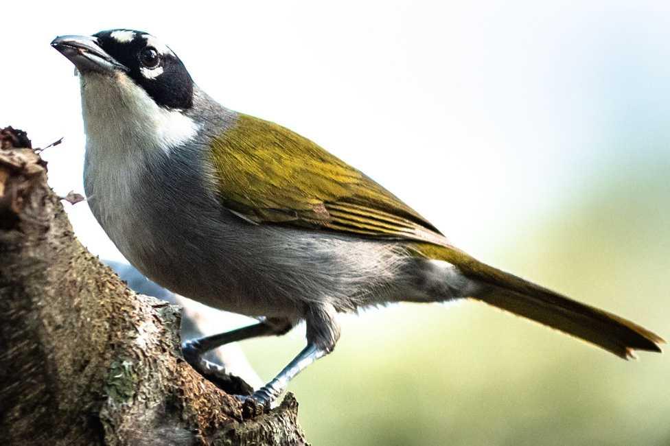 Black-crowned Palm-Tanager