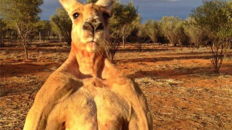 Roger, a kangaroo