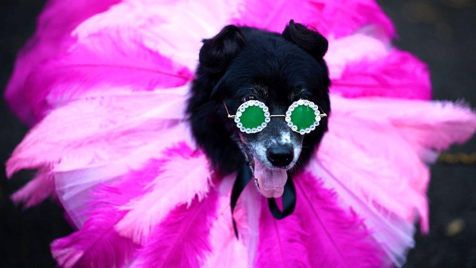 Costume on dog at dog parade