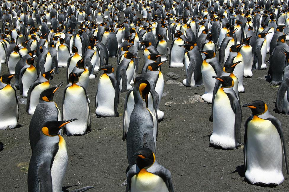 King penguins