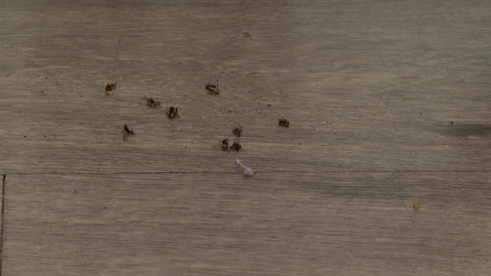 Flies on floor