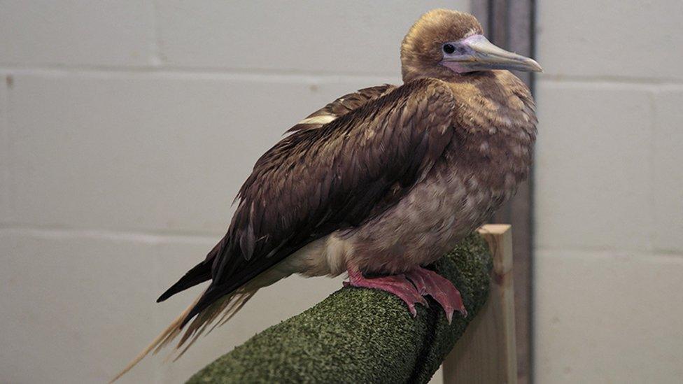 Norman, the red-footed booby bird