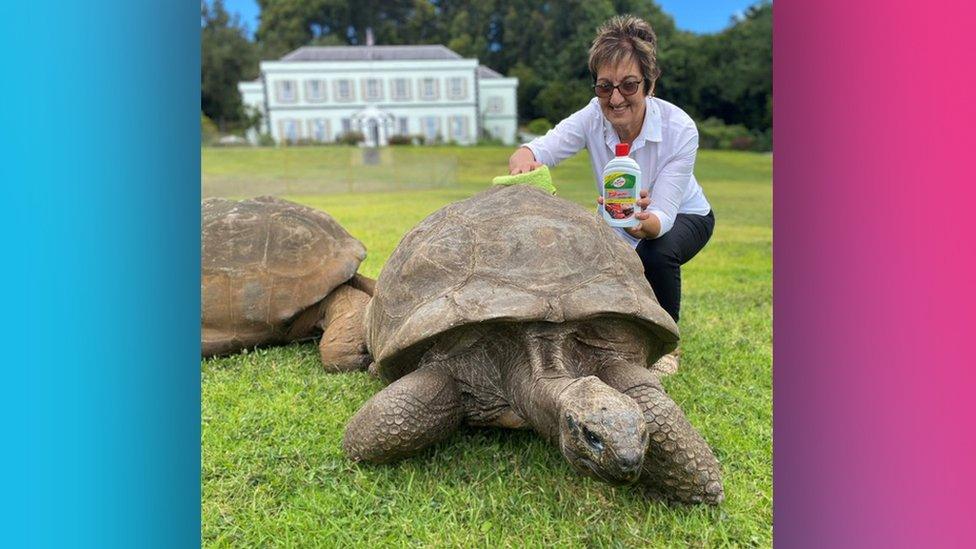 jonath the tortoise with a woman who is pretending to polish his shell