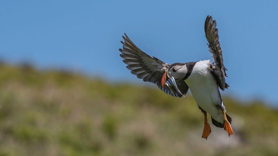 Puffin