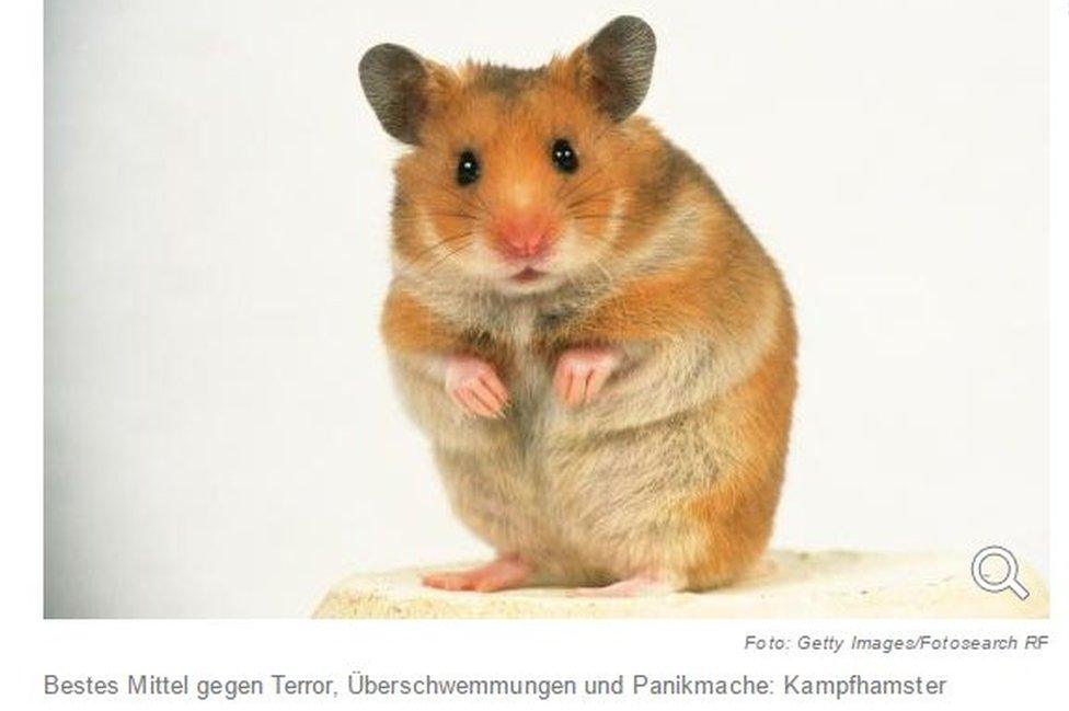 Die Welt hamster pic - screenshot