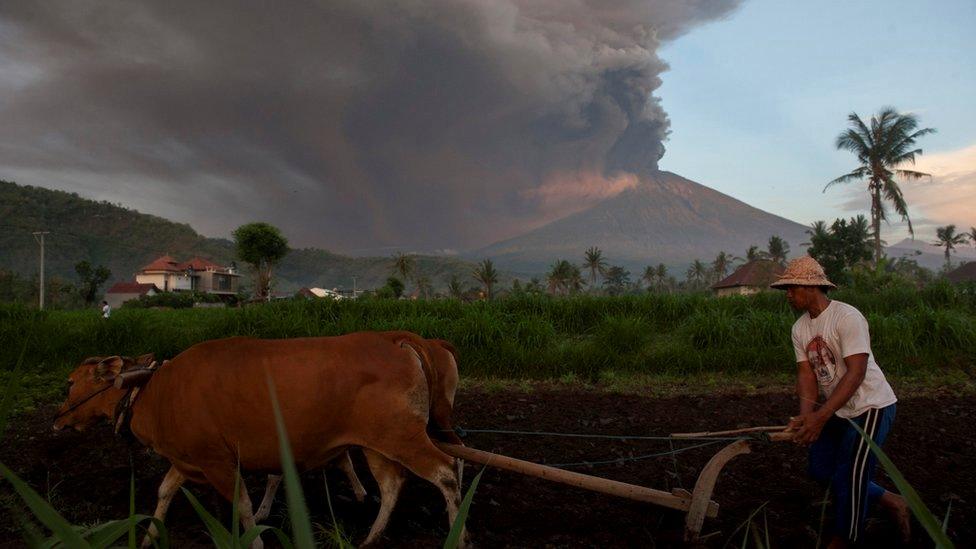 A farmer ploughs his field as Mount Agung erupts in the background in Culik village