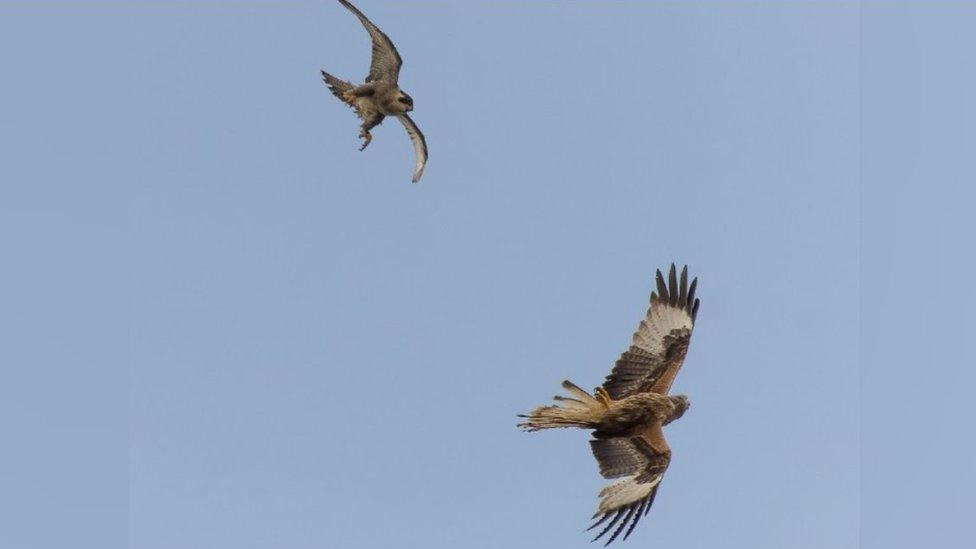 Peregrine flying at red kite