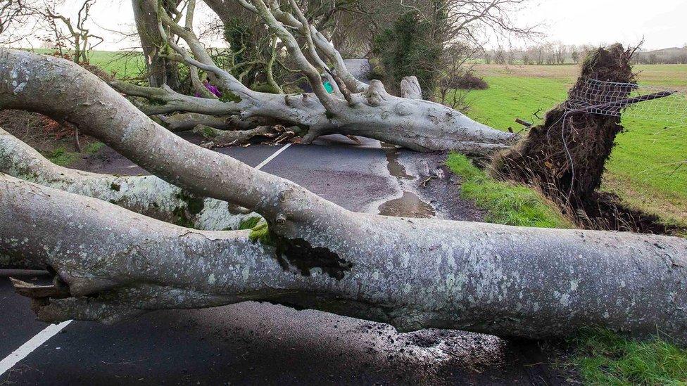 Two of the beech trees are pictures collapsed across the road