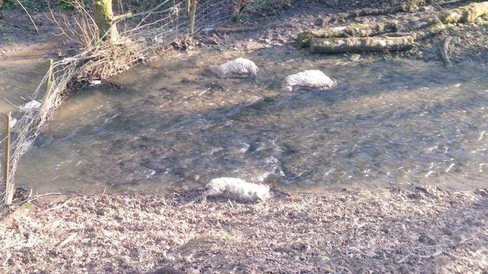 Sheep killed by a dog in Afonwen, Mold