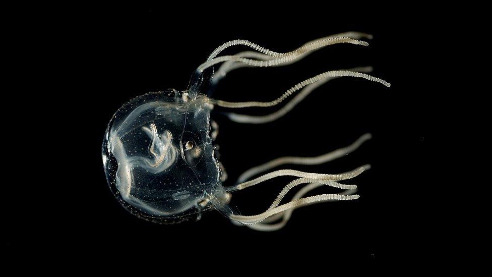 A Caribbean box jellyfish