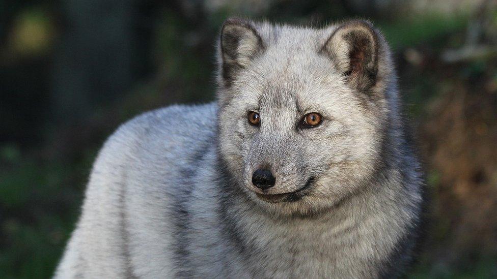 Hamish, the zoo's Arctic fox