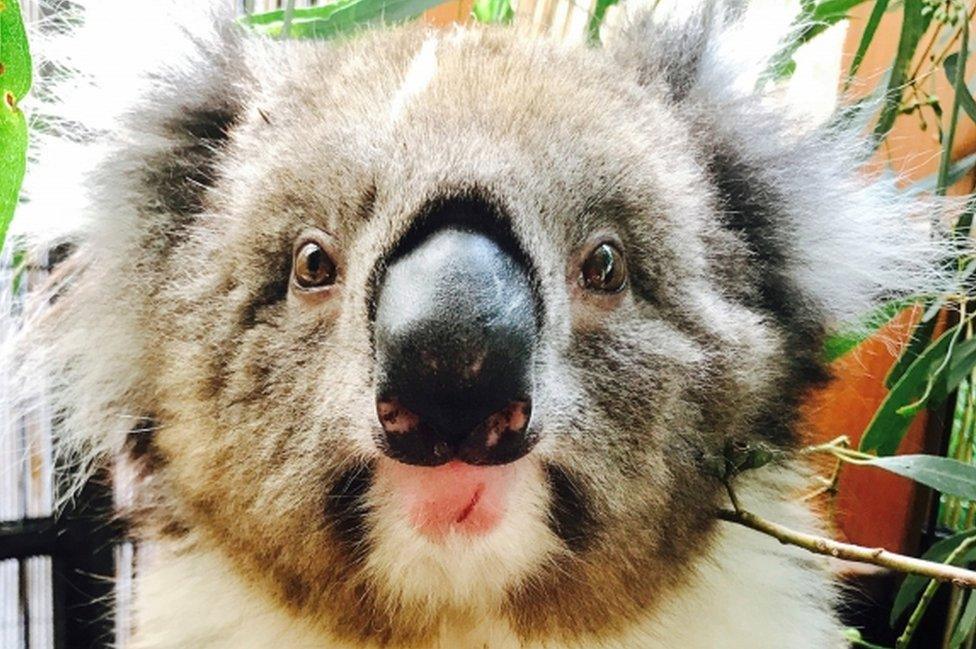 A koala rescued from the wheel well of a car in Adelaide, South Australia, is pictured in this 10 September 2017 handout picture distributed to Reuters