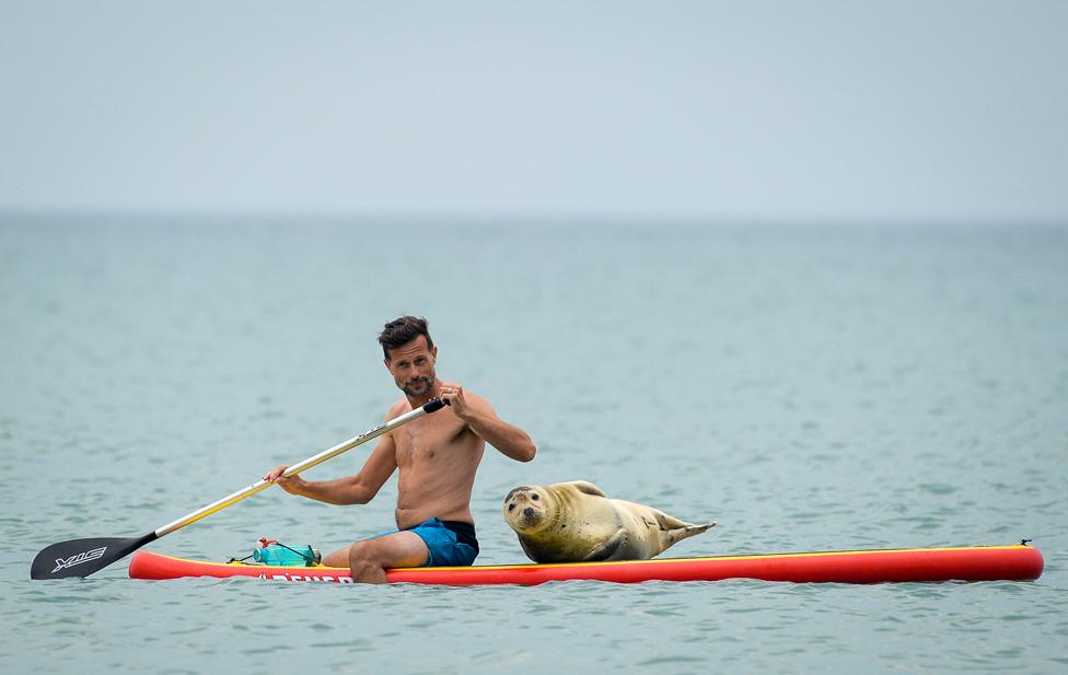 A man and a seal on a paddle board