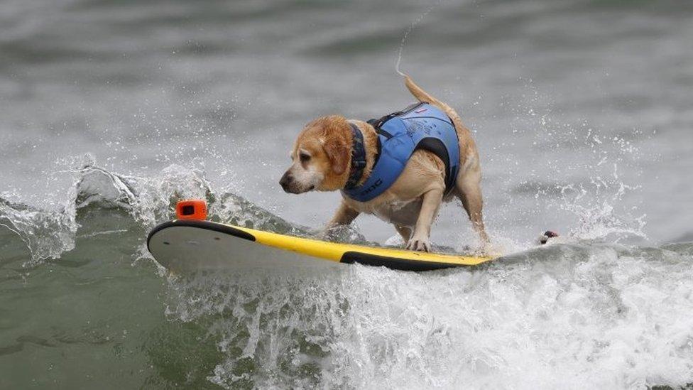 surfing dog