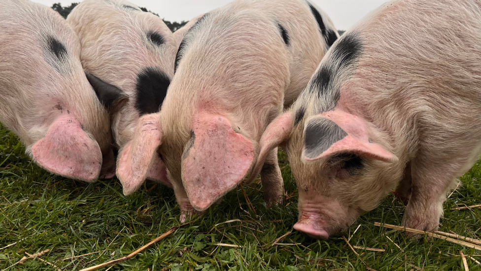 Pigs in a field