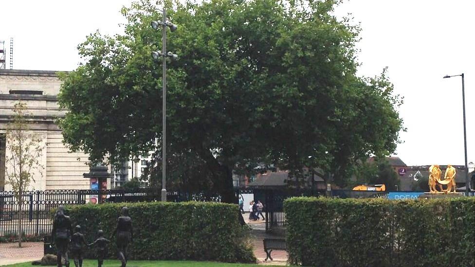 London Plane tree in Broad Street