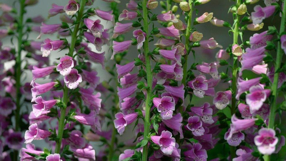 Foxgloves