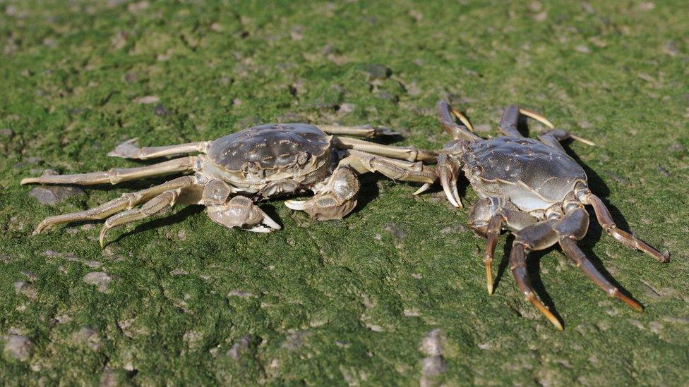 Chinese-mitten-crabs.