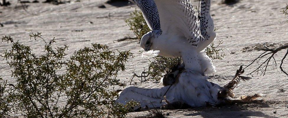 A falcon (top) catches an Asian houbara bustard during a falconry competition, part of the 2014 International Festival of Falconry in Hameem, 150km west of Abu Dhabi, on 9 December 2014