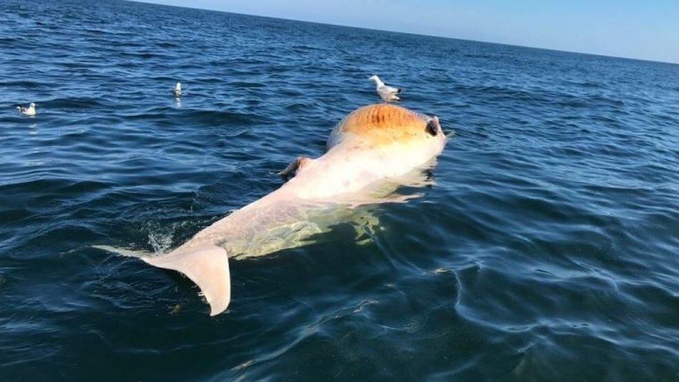 Dead whale in sea off Norfolk coast