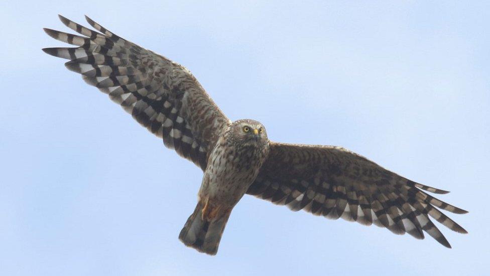 Hen harrier female