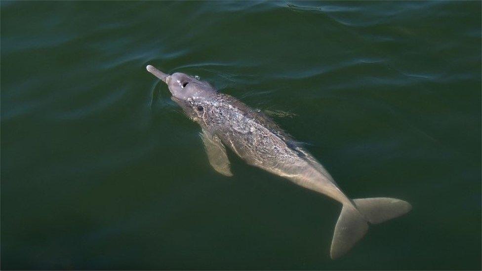 Undated handout picture taken at an undisclosed location released by WWF Brazil on August 30, 2017 showing a specimen of the new species of dolphin Inia araguaiaensis which was included in the 2014-2015 Report of New Species of Vertebrates and Plants of the Amazon.