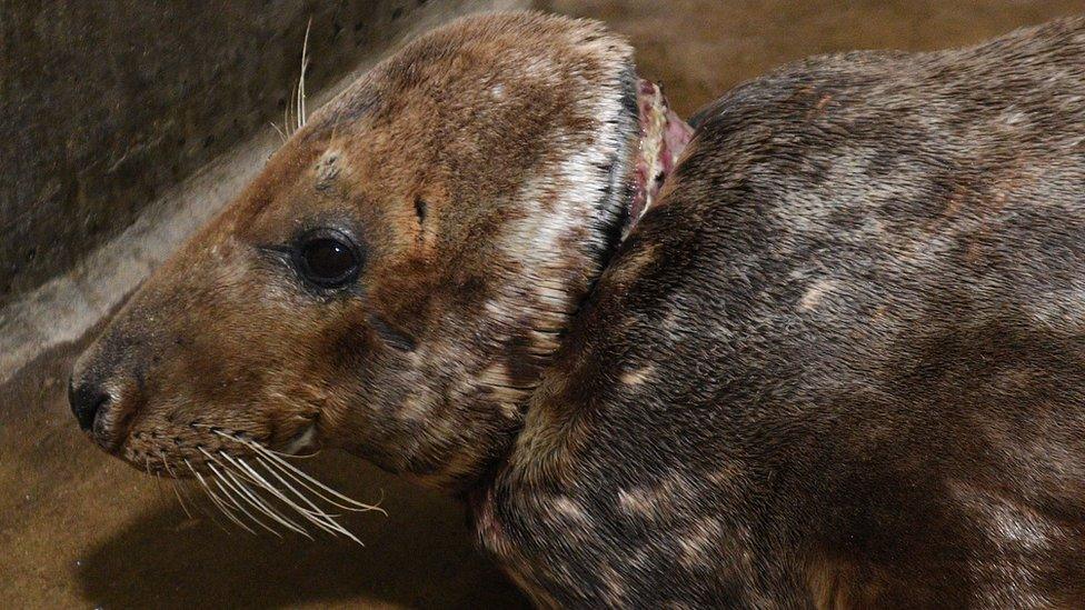 Sir David the adult male grey seal