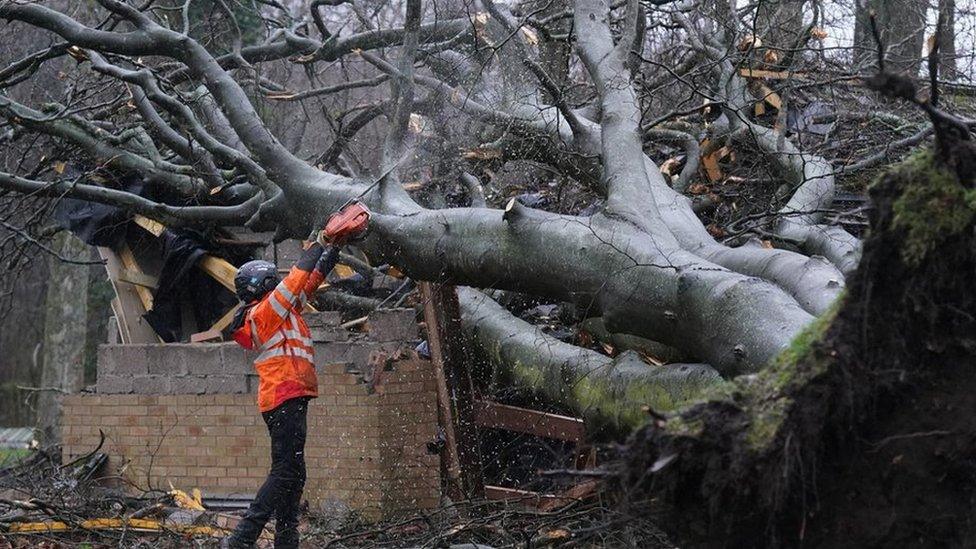 Fallen tree on the Kinnaird Estate in Larbert