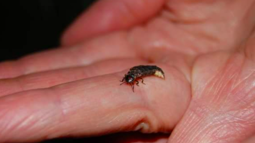 Glow worm at Sherwood Heath