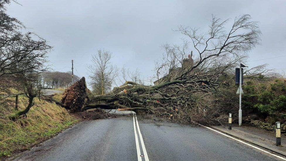 Tree blocking the A666