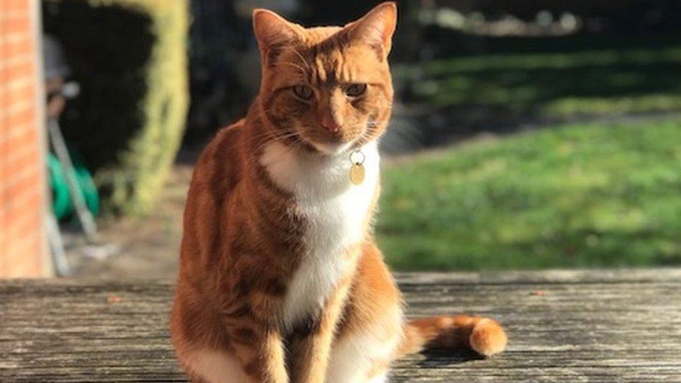 Ginger cat